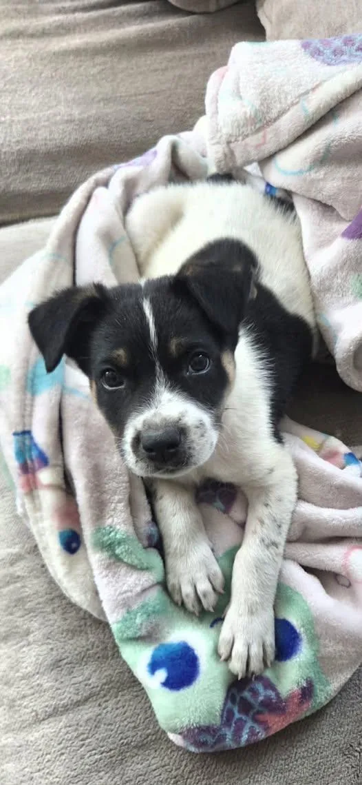 A baby medium-sized male Hound dog named Andy for adoption in Saint Petersburg, FL
