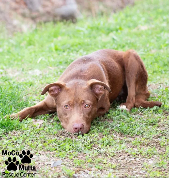 An adult medium-sized female Red / Chestnut / Orange Mixed Breed dog named Cinnamon for adoption in Sunbright, TN