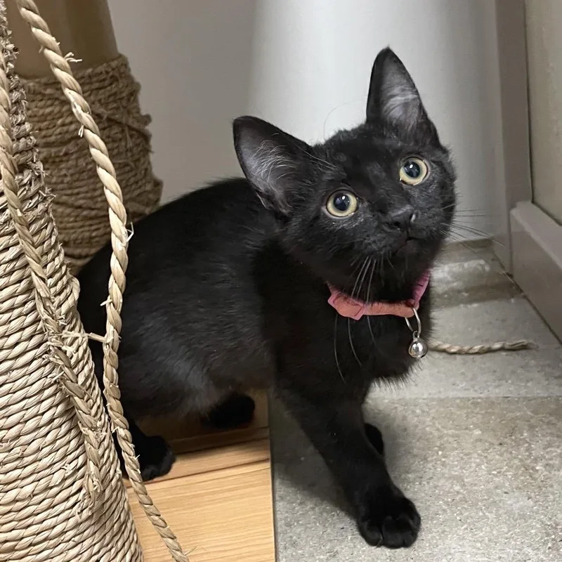 A baby small-sized female Black Domestic Short Hair cat named Dazzler for adoption in York, PA
