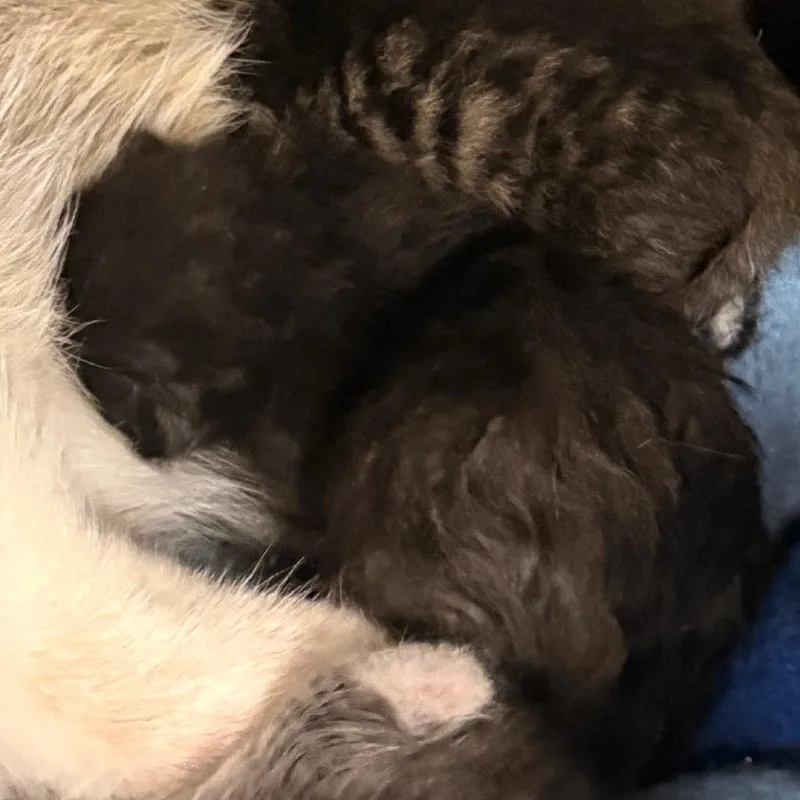 Luca