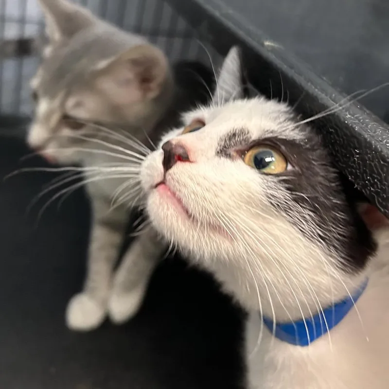 A baby small-sized male White Domestic Short Hair cat named Tiramisu for adoption in Lakeland, FL