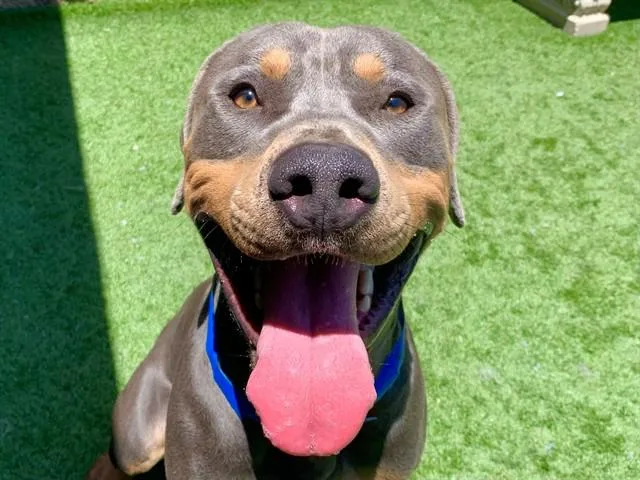 A young large-sized male Gray / Blue / Silver Rottweiler dog named SAVE ME PLEASE Oats for adoption in San Marcos, CA