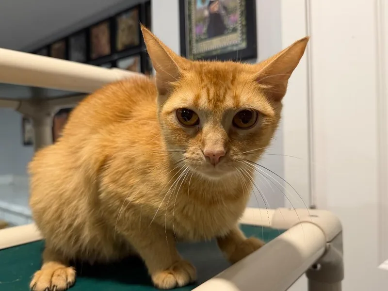 A young small-sized female Tabby cat named Alice for adoption in Powell, OH