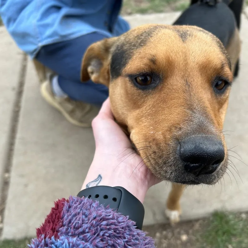 An adult medium-sized female Brown / Chocolate Shepherd dog named Taylor Butler Campus for adoption in Flagstaff, AZ