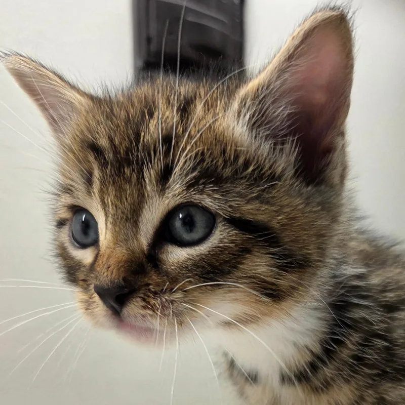 A baby small-sized female Gray / Blue / Silver Domestic Short Hair cat named Christine for adoption in Auburn, AL