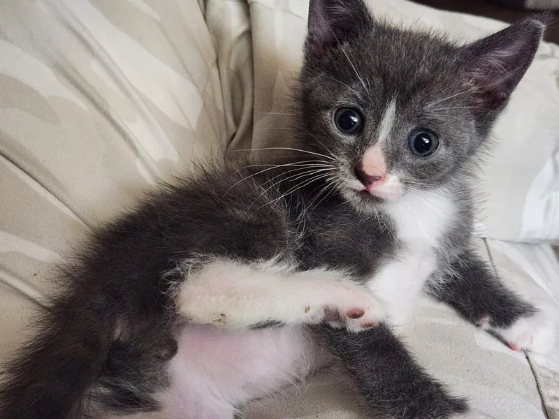 A baby small-sized male Tabby (Gray / Blue / Silver) Domestic Short Hair cat named Petey for adoption in Turnersville, NJ