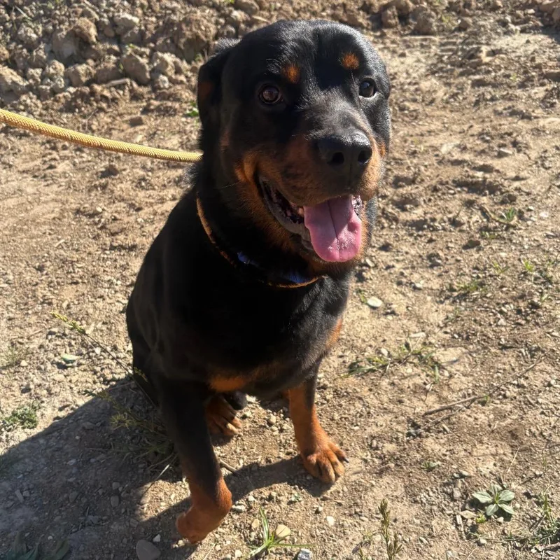 An adult large-sized male Black Rottweiler dog named Leonard for adoption in Wappingers Falls, NY