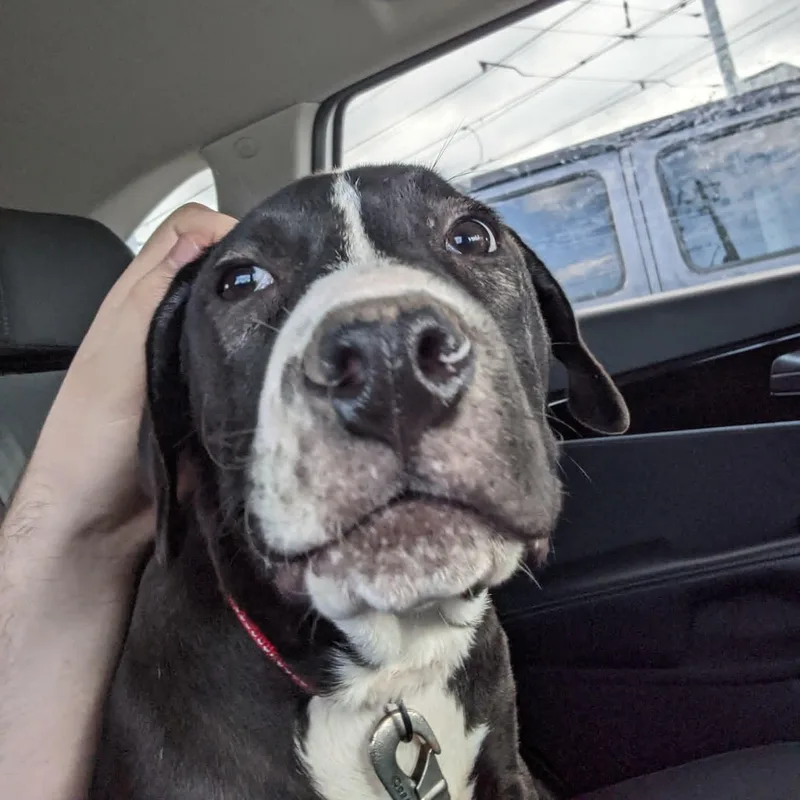 A baby medium-sized male Black Labrador Retriever dog named Loki for adoption in Martinez, CA