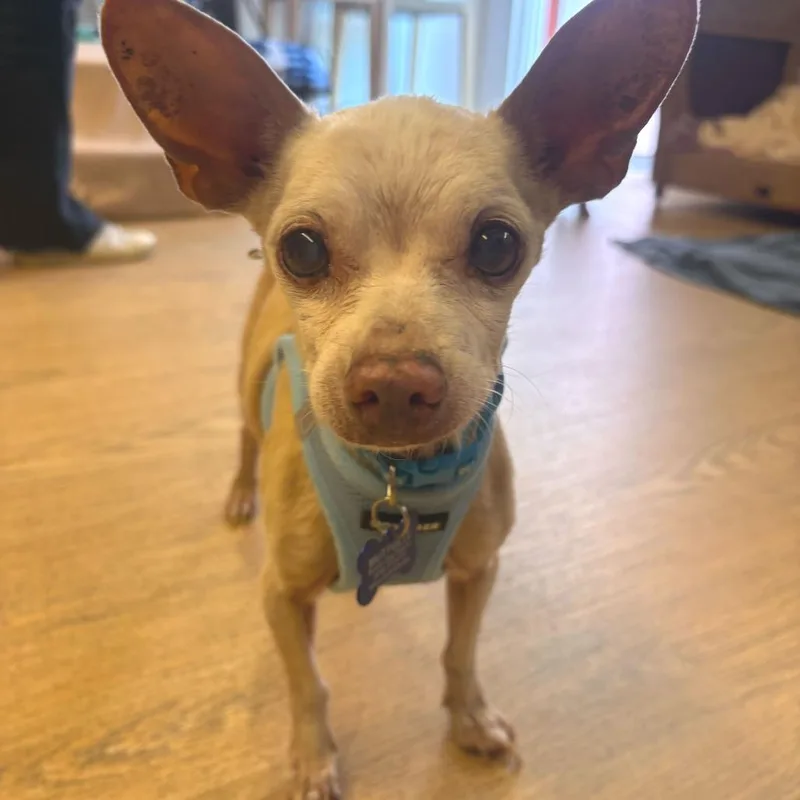 A senior small-sized male Yellow / Tan / Blond / Fawn Chihuahua dog named Spf for adoption in San Francisco, CA