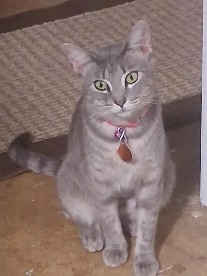 An adult medium-sized female Domestic Short Hair cat named Silver for adoption in Lawrenceville, GA