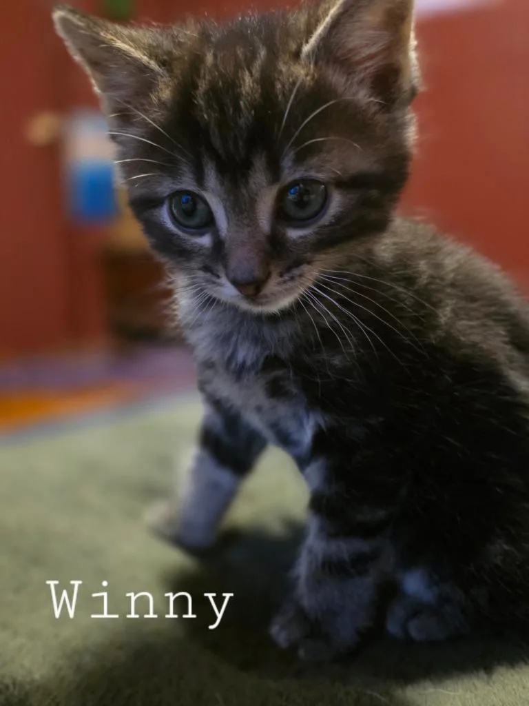 A baby small-sized male Domestic Short Hair cat named Winnie for adoption in Glenfield, NY