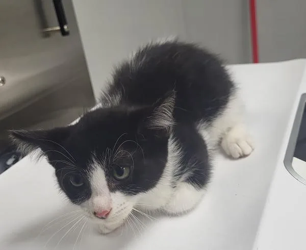 A baby small-sized female Domestic Short Hair cat named Kd Quinoa for adoption in Lawrenceville, GA
