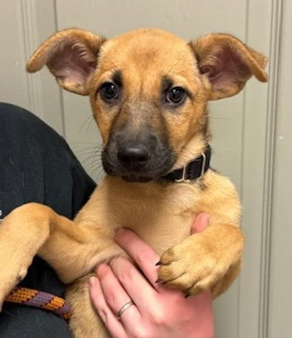 A baby medium-sized female Shepherd dog named Sandy for adoption in Littleton, CO