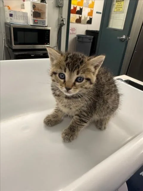 A baby small-sized female Brown / Chocolate Domestic Short Hair cat named Blue for adoption in Woodland, CA