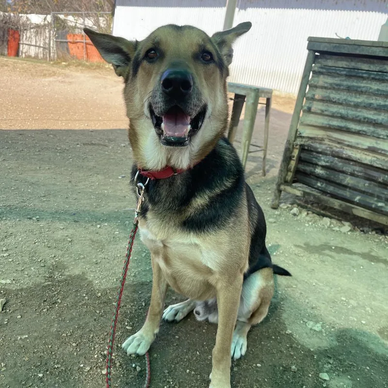 An adult large-sized male Yellow / Tan / Blond / Fawn German Shepherd Dog dog named Jackson Pollock for adoption in Austin, TX