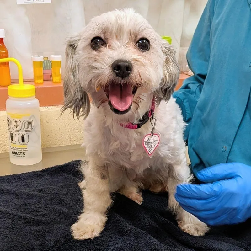 An adult small-sized female White / Cream Maltese dog named Princess for adoption in Springfield, MA