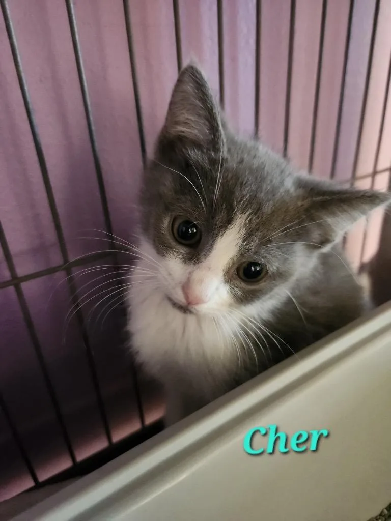 A baby small-sized female Domestic Short Hair cat named Cher for adoption in Cambridge, MD