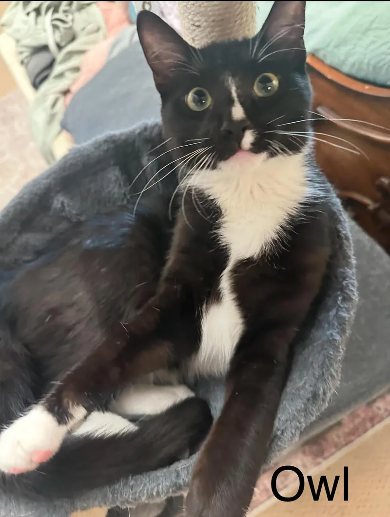 A young medium-sized male Black & White / Tuxedo Domestic Short Hair cat named Winnie The Pooh Brothers for adoption in Anaheim, CA