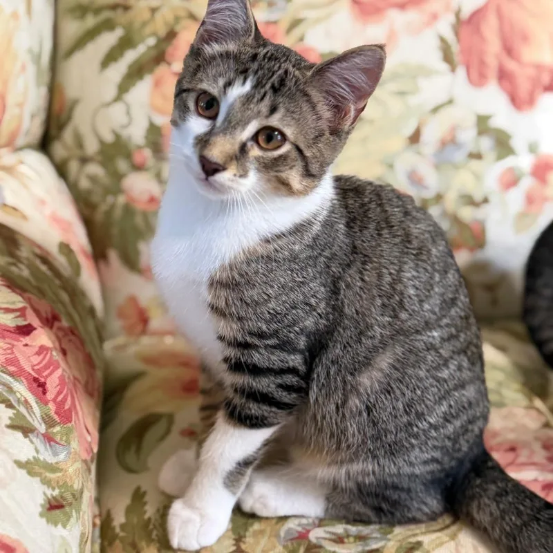 A baby small-sized male Brown / Chocolate Domestic Short Hair cat named Fezzik for adoption in Medina, OH