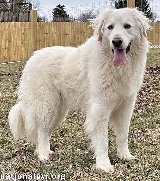 Tiger In Oh  thumbnail 2