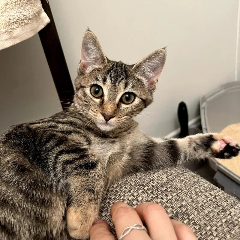 A baby small-sized female Brown / Chocolate Domestic Short Hair cat named Tinsel for adoption in Chapel Hill, NC