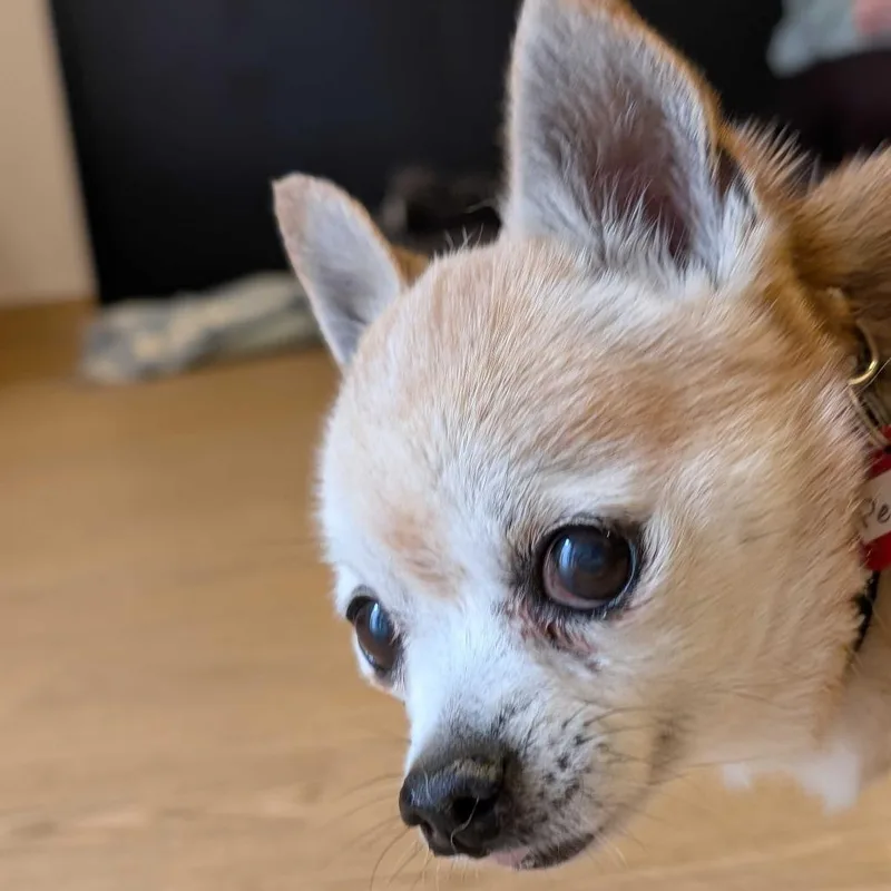 A senior small-sized male Yellow / Tan / Blond / Fawn Chihuahua dog named Periwinkle for adoption in San Francisco, CA