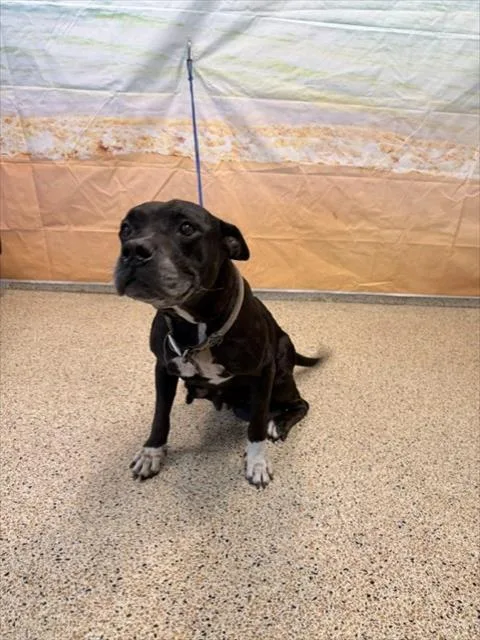 An adult large-sized female American Bulldog dog named Kary for adoption in Miami, FL