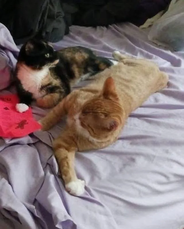 Theo And Millie thumbnail 2