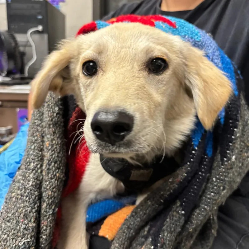 A baby small-sized male Yellow / Tan / Blond / Fawn Labrador Retriever dog named Cadet for adoption in Yuma, AZ