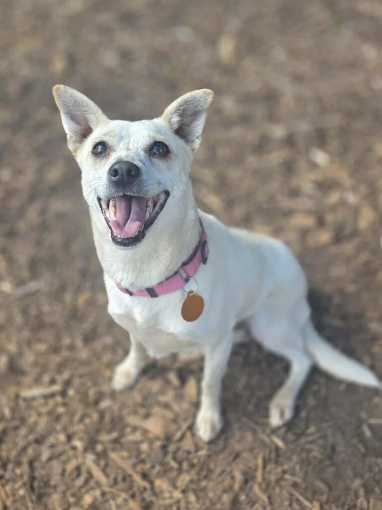 An adult small-sized female White / Cream Chihuahua dog named Bianca for adoption in Red Hook, NY