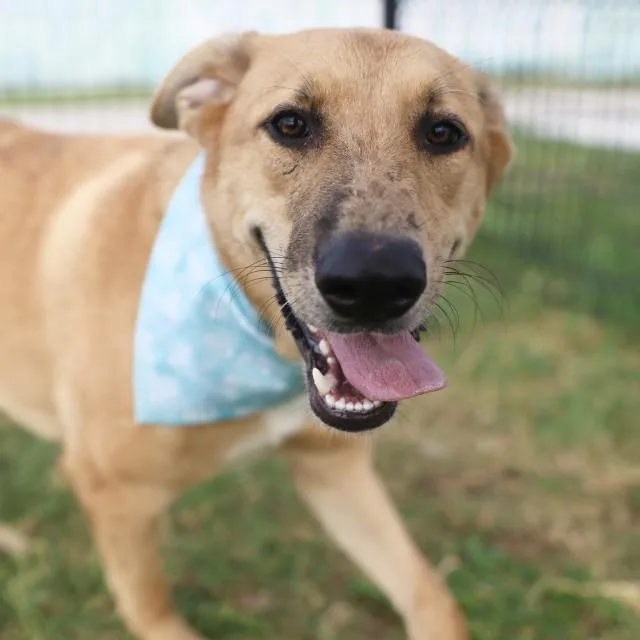 A young medium-sized male Shepherd dog named Joey for adoption in San Antonio, TX