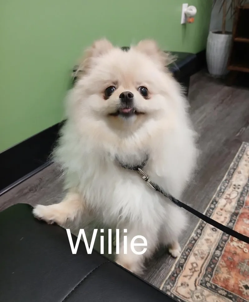 Willie