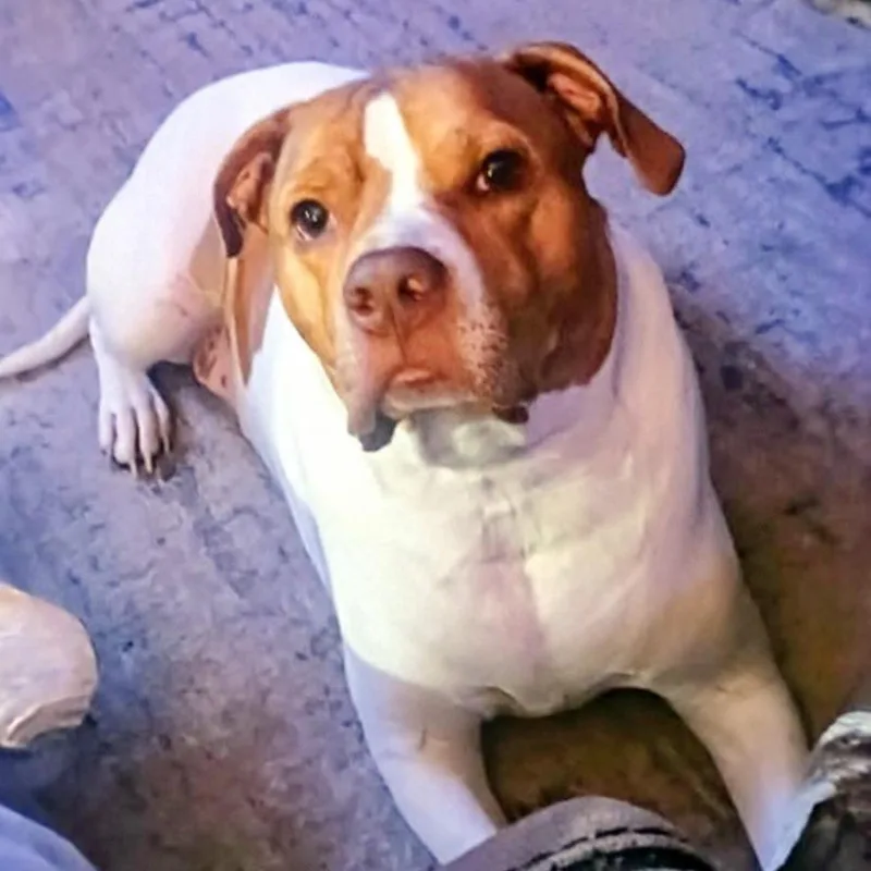 An adult large-sized male White / Cream English Bulldog dog named Dean for adoption in Melbourne, KY