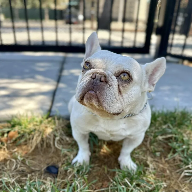 An adult small-sized female White / Cream French Bulldog dog named Stella  ECAS for adoption in Pleasanton, CA