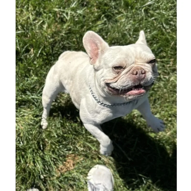 Stella  ECAS thumbnail 6