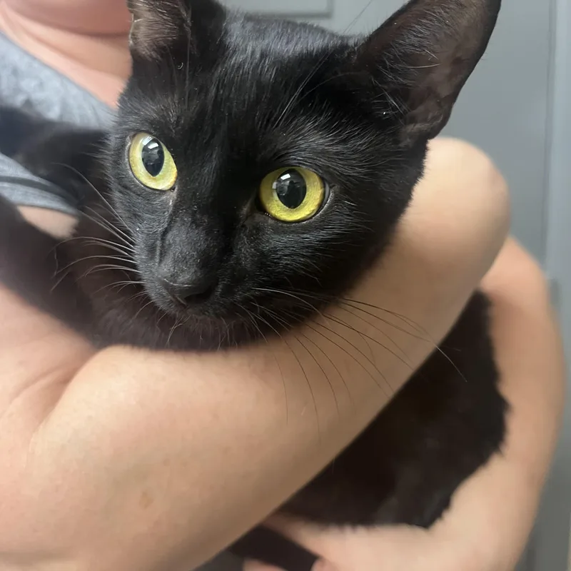 A young small-sized female Domestic Short Hair cat named Brina for adoption in Parkland, FL
