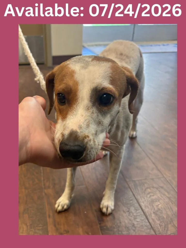 An adult medium-sized female Beagle dog named Dog Kennel for adoption in Greenville, TX