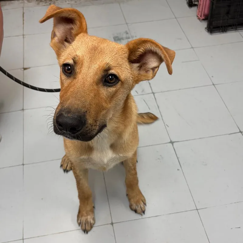 A young medium-sized male Yellow / Tan / Blond / Fawn Shepherd dog named Scout D for adoption in Corsicana, TX