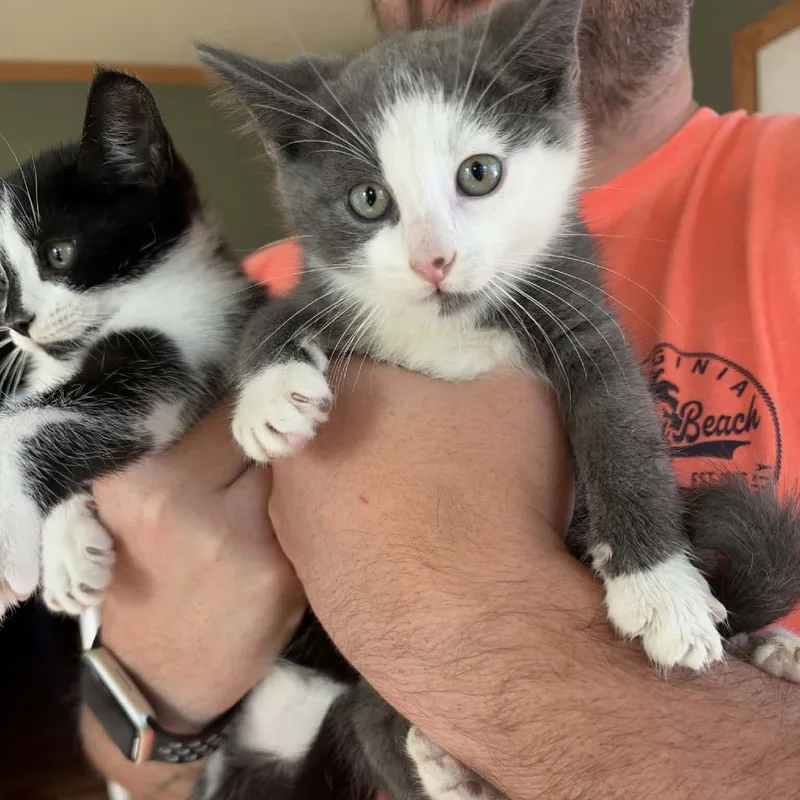 A baby small-sized male Gray / Blue / Silver Domestic Short Hair cat named Earl for adoption in Milan, IL
