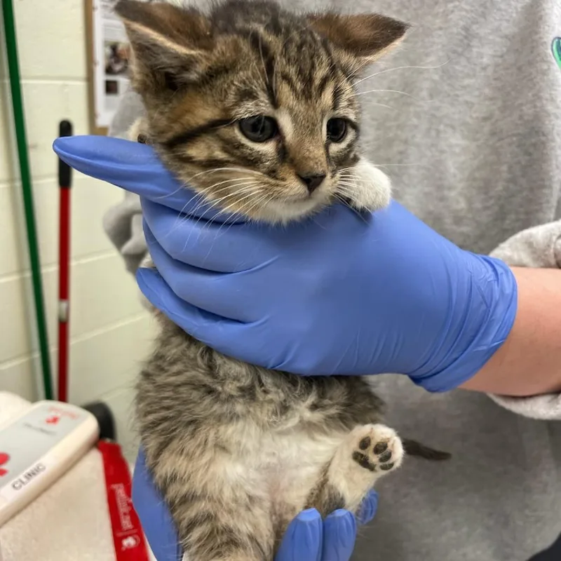 A baby small-sized female Brown / Chocolate Domestic Short Hair cat named Foggy Mountain for adoption in Charlottesville, VA