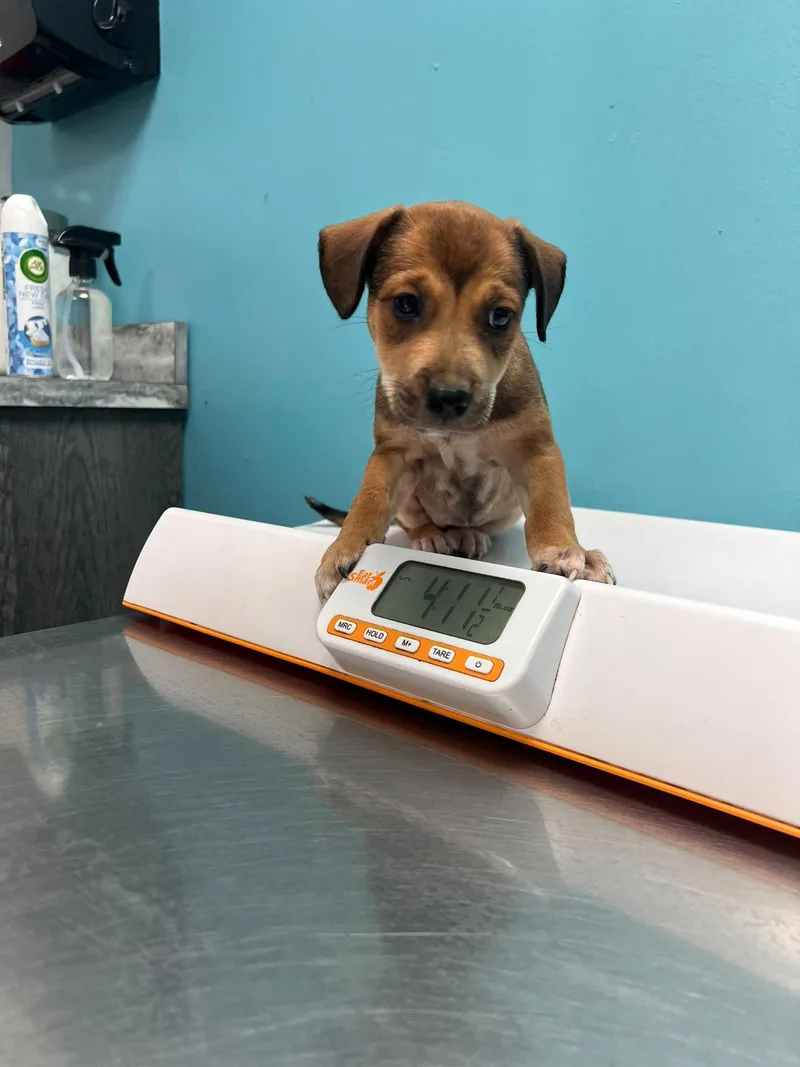 A baby medium-sized female Beagle dog named Sofia for adoption in Jenkintown, PA