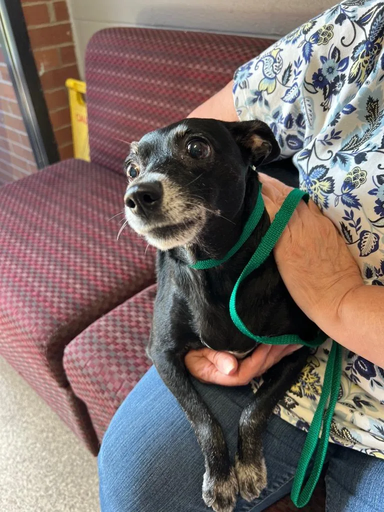 A senior small-sized female Chihuahua dog named Princess for adoption in Troy, OH