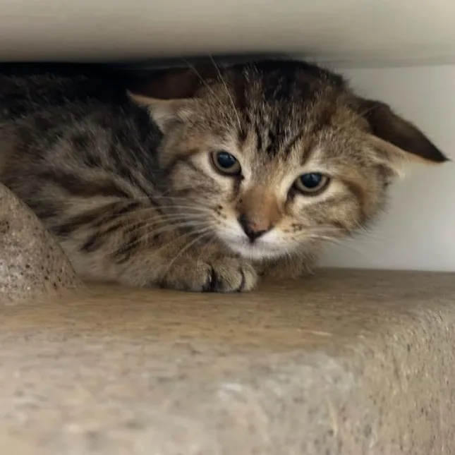 A baby small-sized female Domestic Short Hair cat named Ahoy for adoption in Manassas, VA
