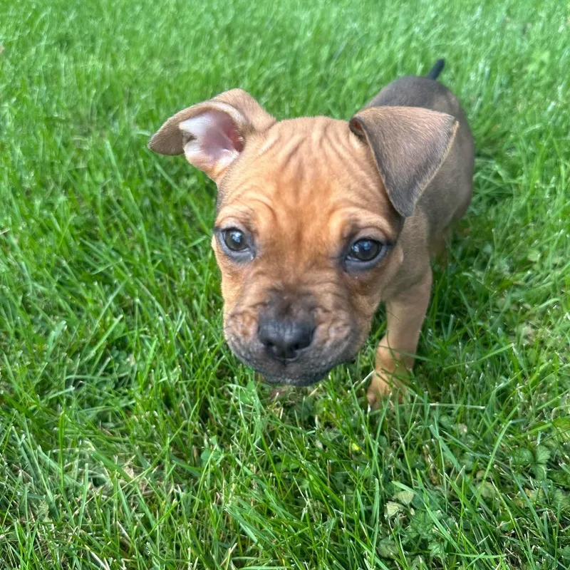 A baby medium-sized female Yellow / Tan / Blond / Fawn Pit Bull Terrier dog named Zoomie for adoption in Bethlehem, PA