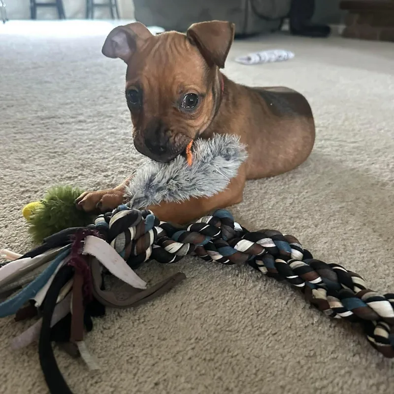 Zoomie thumbnail 3