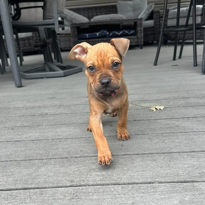 Zoomie thumbnail 4