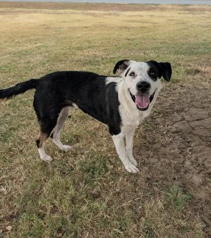 An adult large-sized female Australian Shepherd dog named Jessica for adoption in Morton Grove, IL