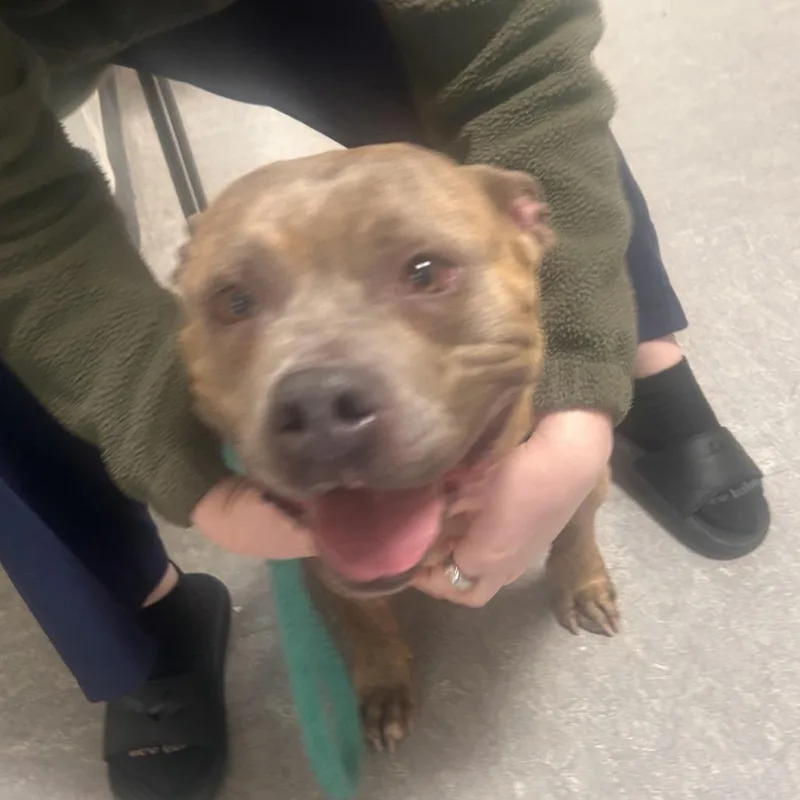 An adult medium-sized female Brindle Mixed Breed dog named Whitney for adoption in Philadelphia, PA