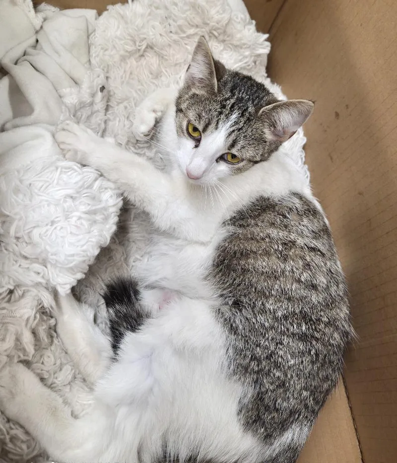 A young medium-sized female Domestic Short Hair cat named Mina for adoption in Athens, TN