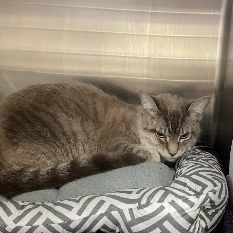 An adult medium-sized male Buff / Tan / Fawn Domestic Short Hair cat named Suzuki for adoption in Port Charlotte, FL